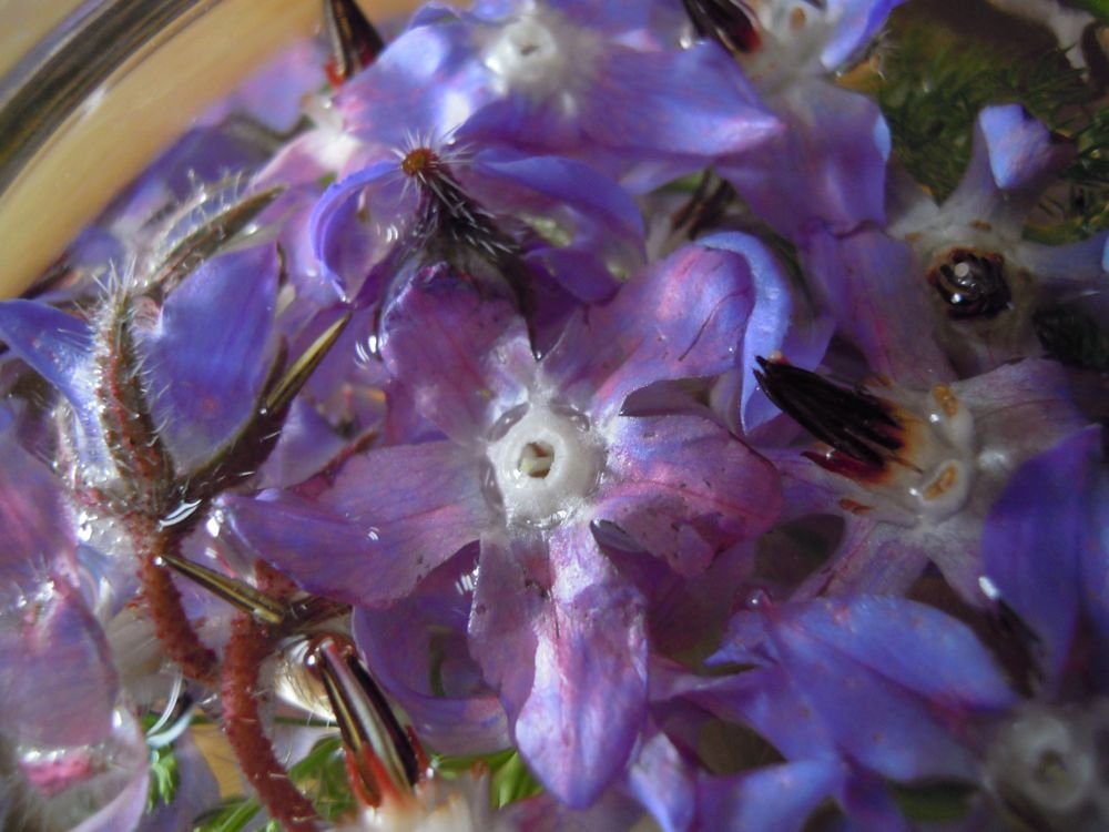 Aceto aromatico fiorito - passo 6