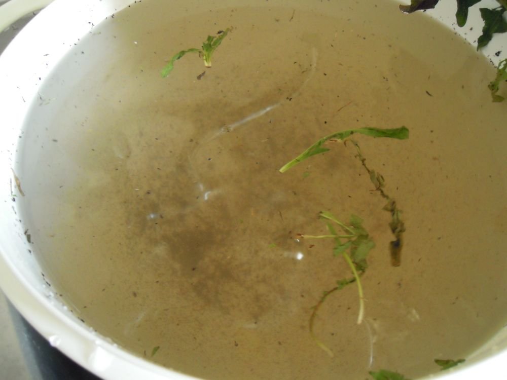 Cicorielle campestri azzise con brodo e polpettine - passo 1