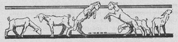 Disegno agnelli