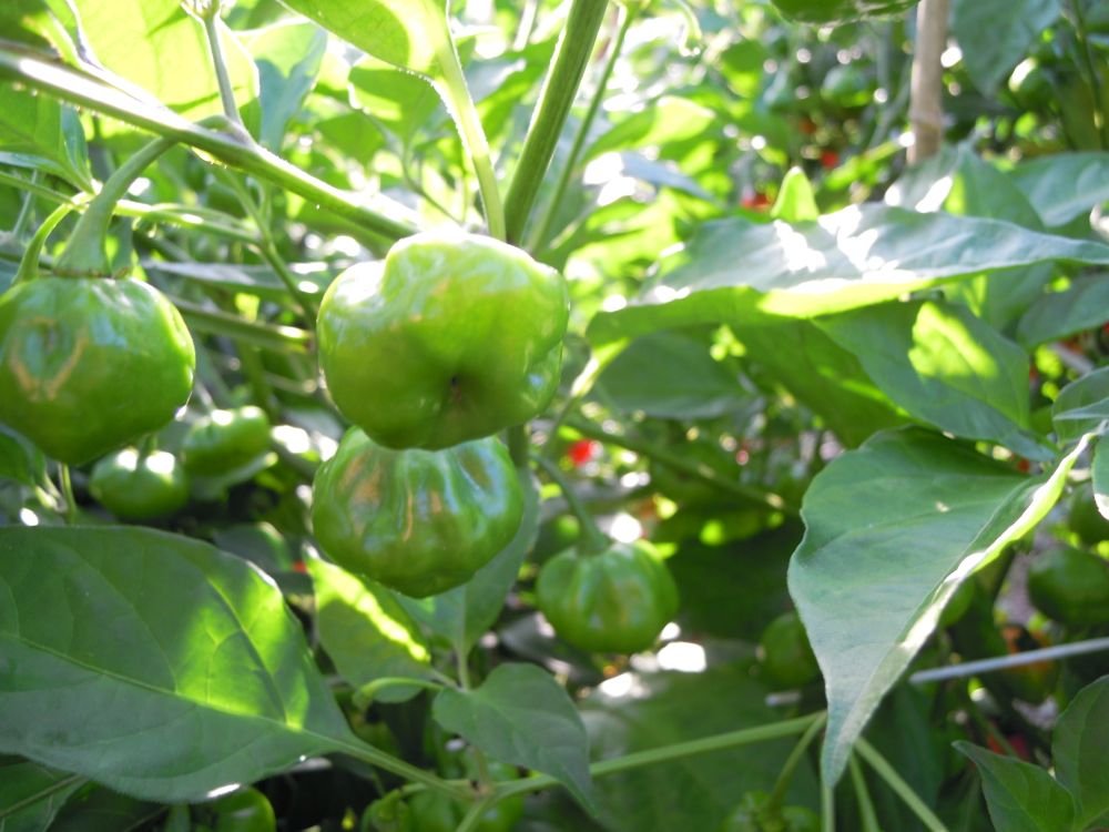 Aji Yellow (Sudamerica)