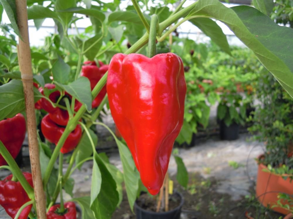 Ancho grande red