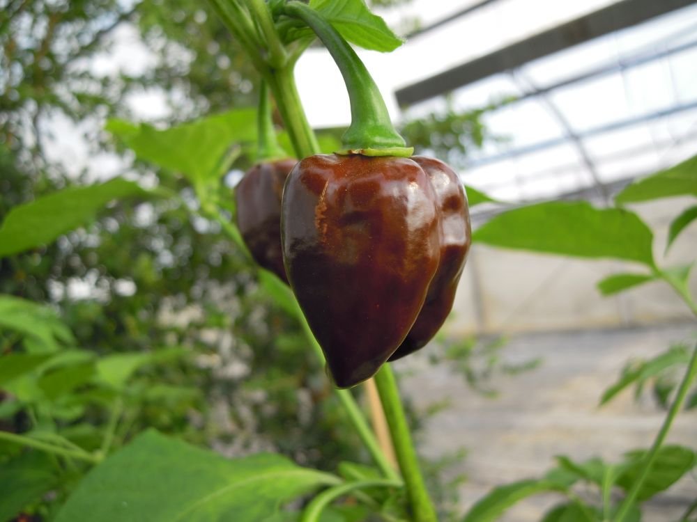 Bhut Jolokia Chocolate (India)