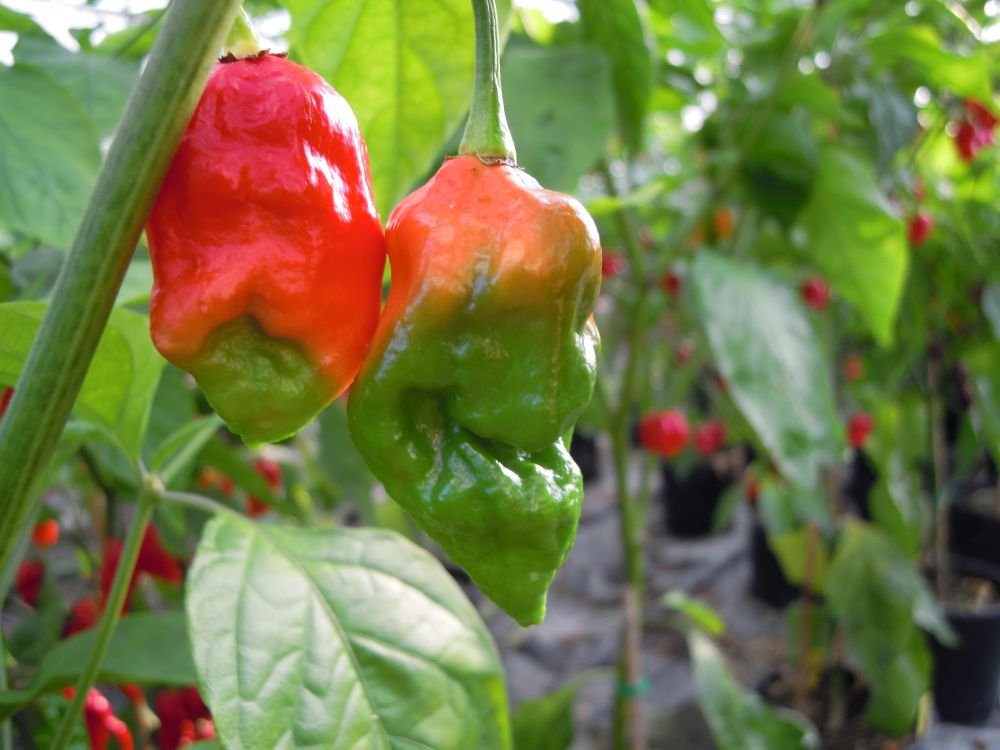 Bhut Jolokia Pakistan