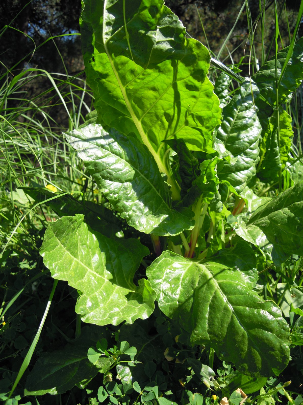 Bietola selvatica