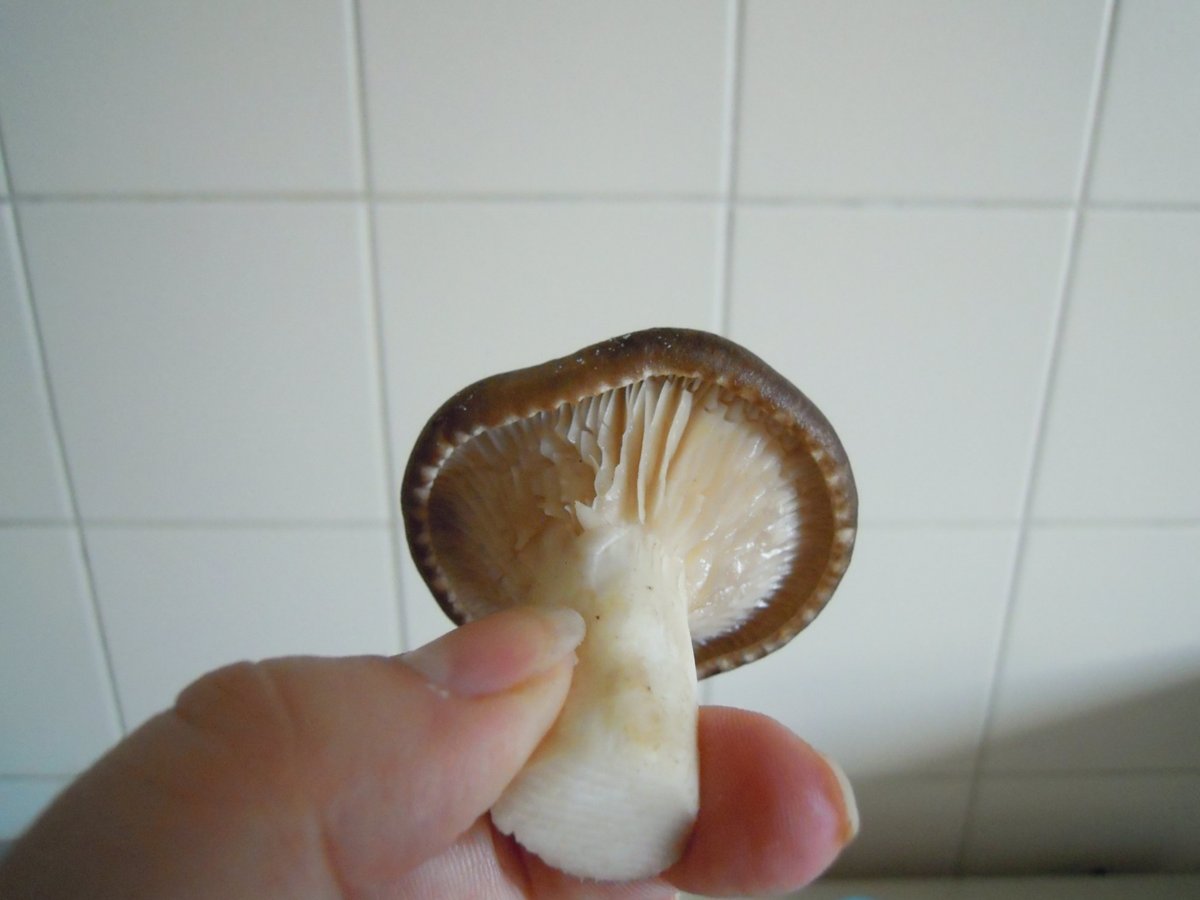 Cardoncello piccolo lamelle