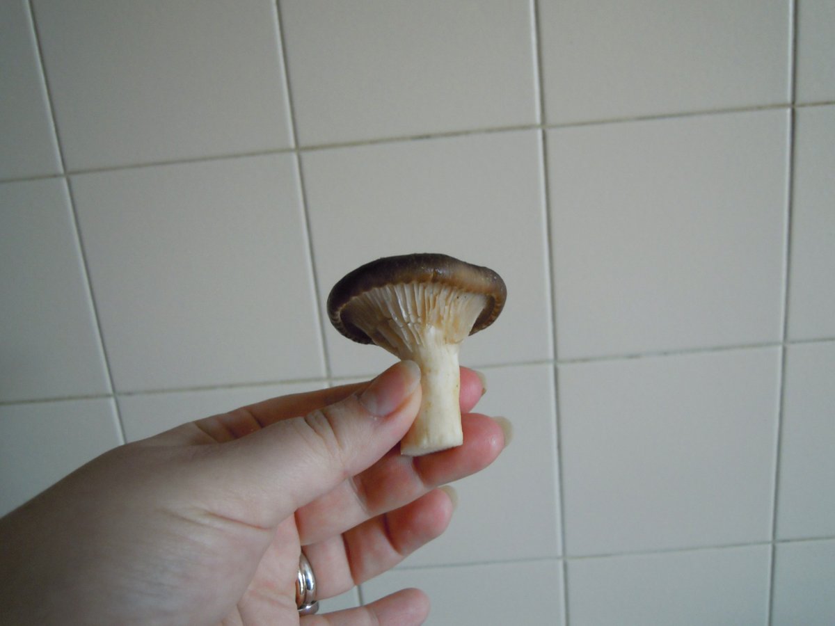 Cardoncello piccolo