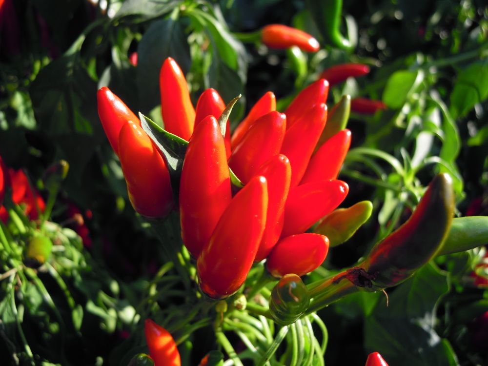 Etna (Tailandia)