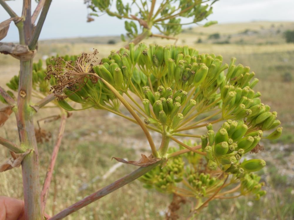 Ferula fiore