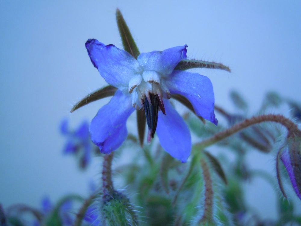Cubetti di ghiaccio con fiorellini di borragine - passo 3