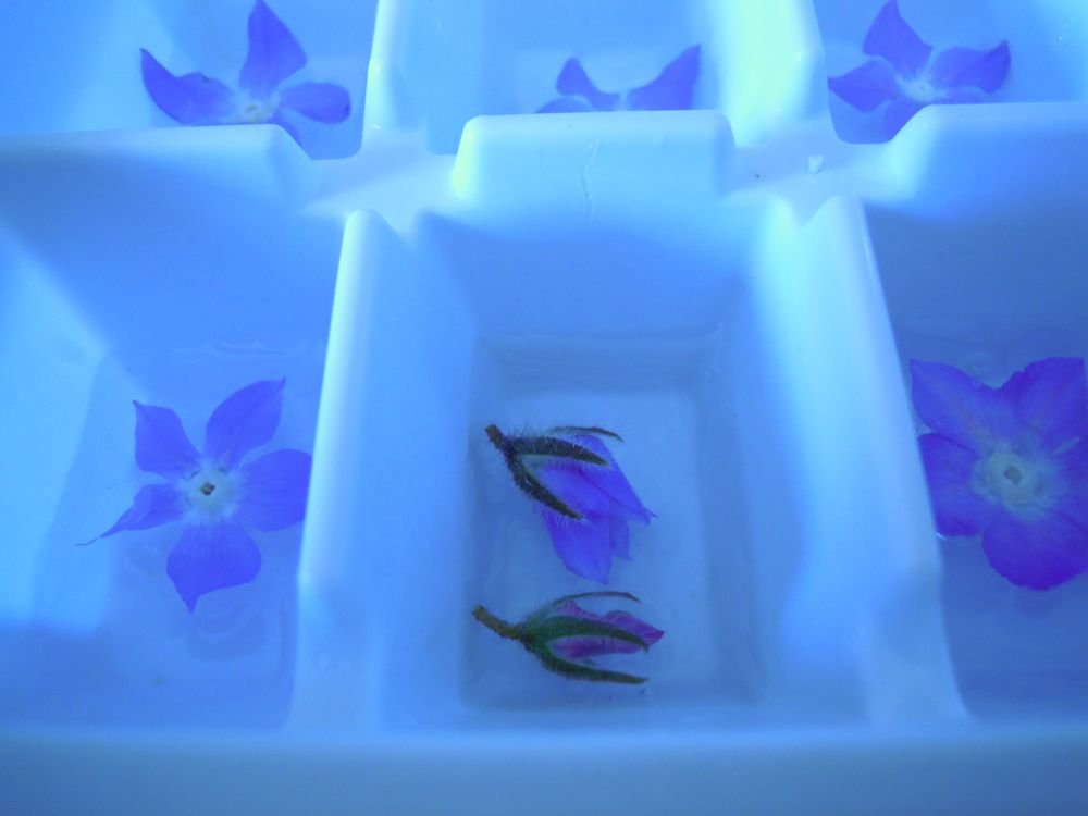 Cubetti di ghiaccio con fiorellini di borragine - passo 4