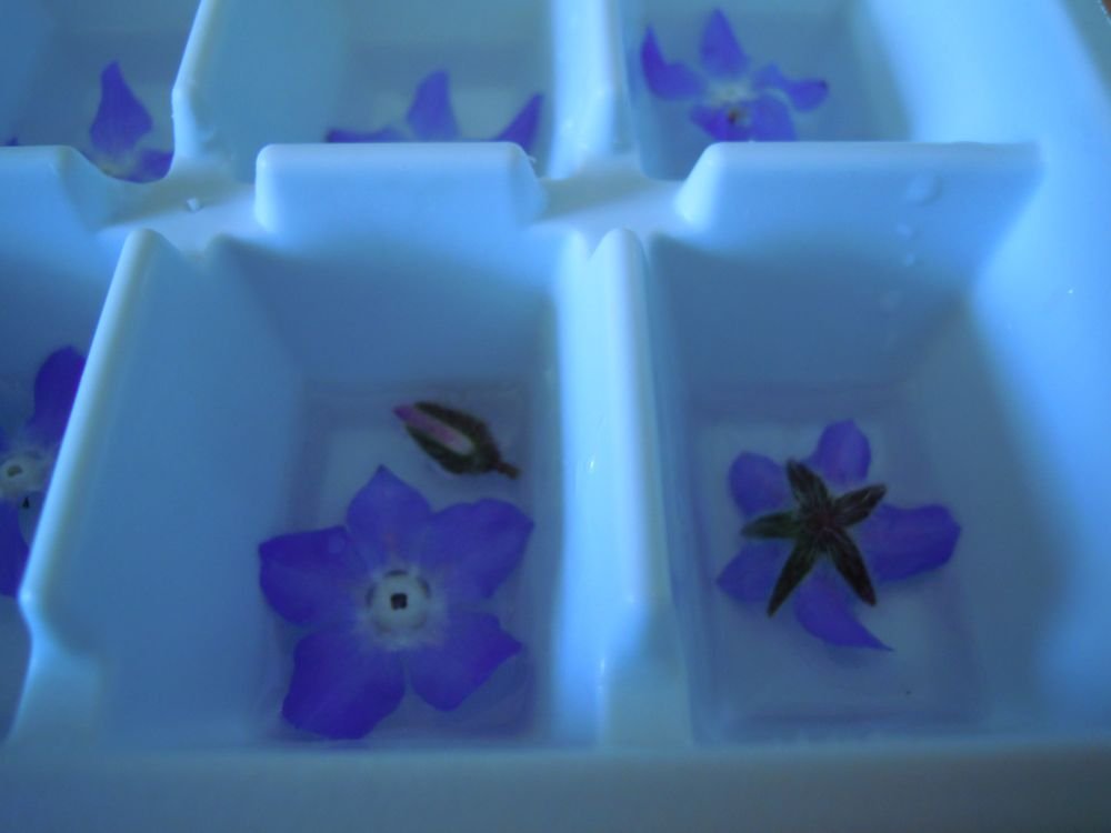 Cubetti di ghiaccio con fiorellini di borragine - passo 4