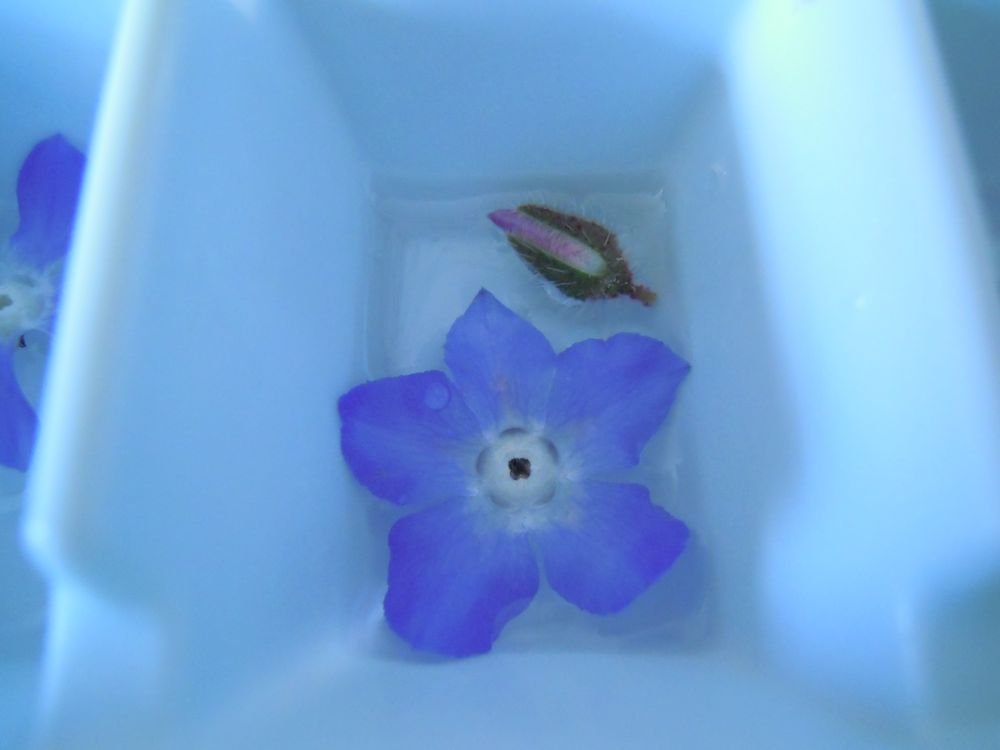 Cubetti di ghiaccio con fiorellini di borragine - passo 5