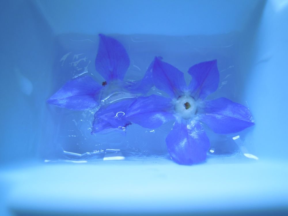 Cubetti di ghiaccio con fiorellini di borragine - passo 5