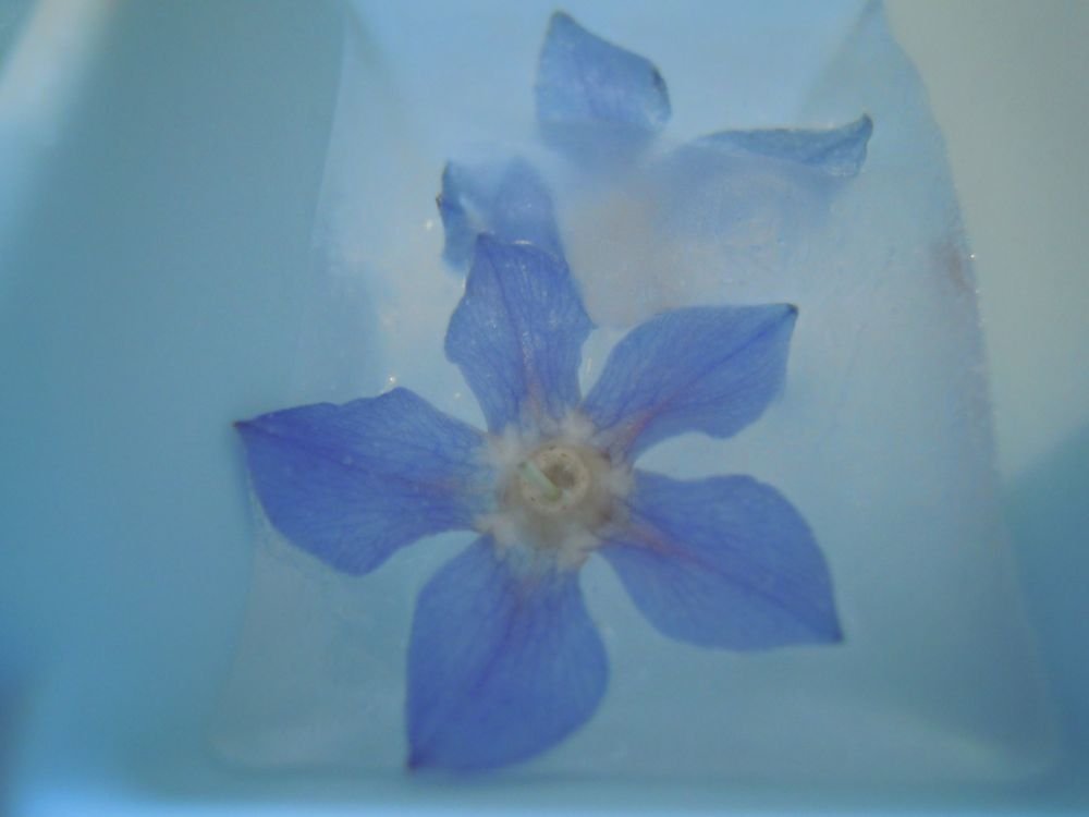 Cubetti di ghiaccio con fiorellini di borragine - passo 7