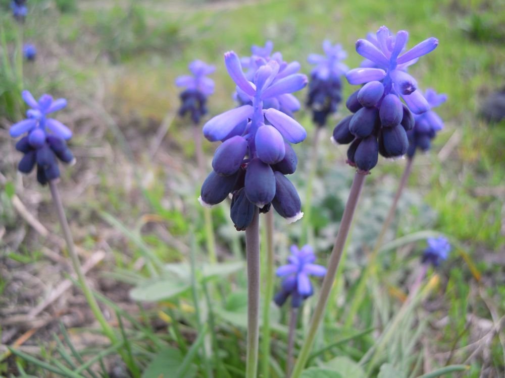 Fiori delle murge