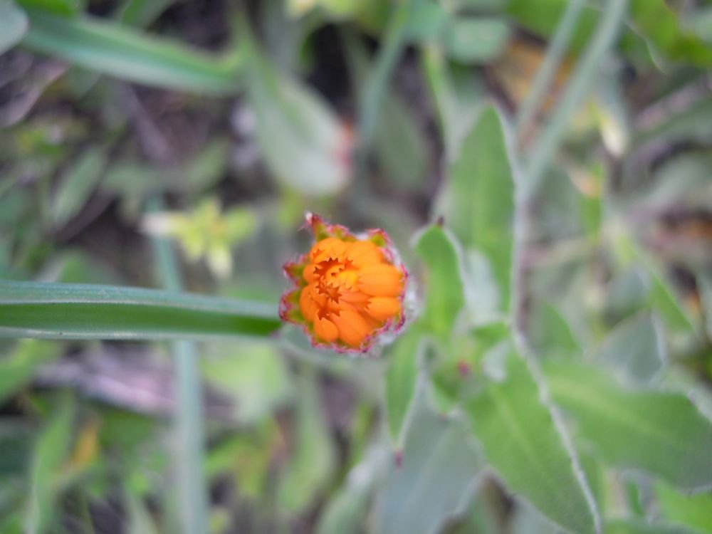 Fiori delle murge