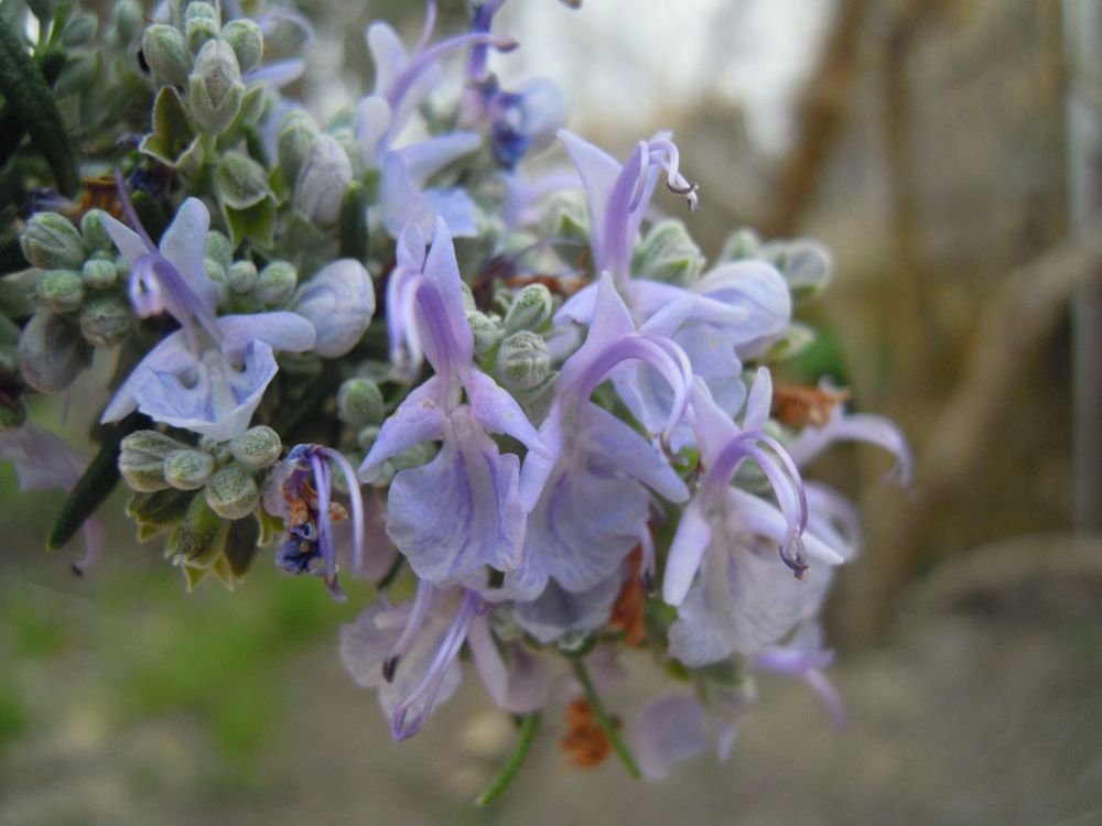 Fiori delle murge