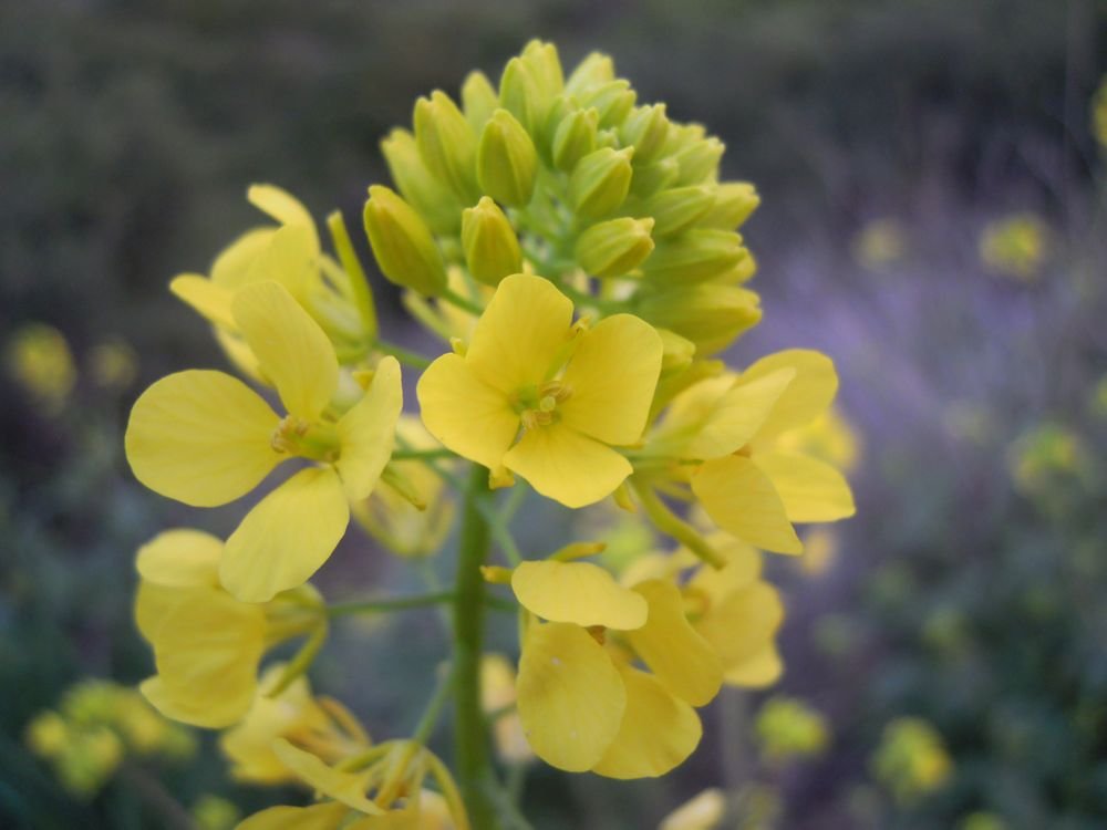 Fiori delle murge