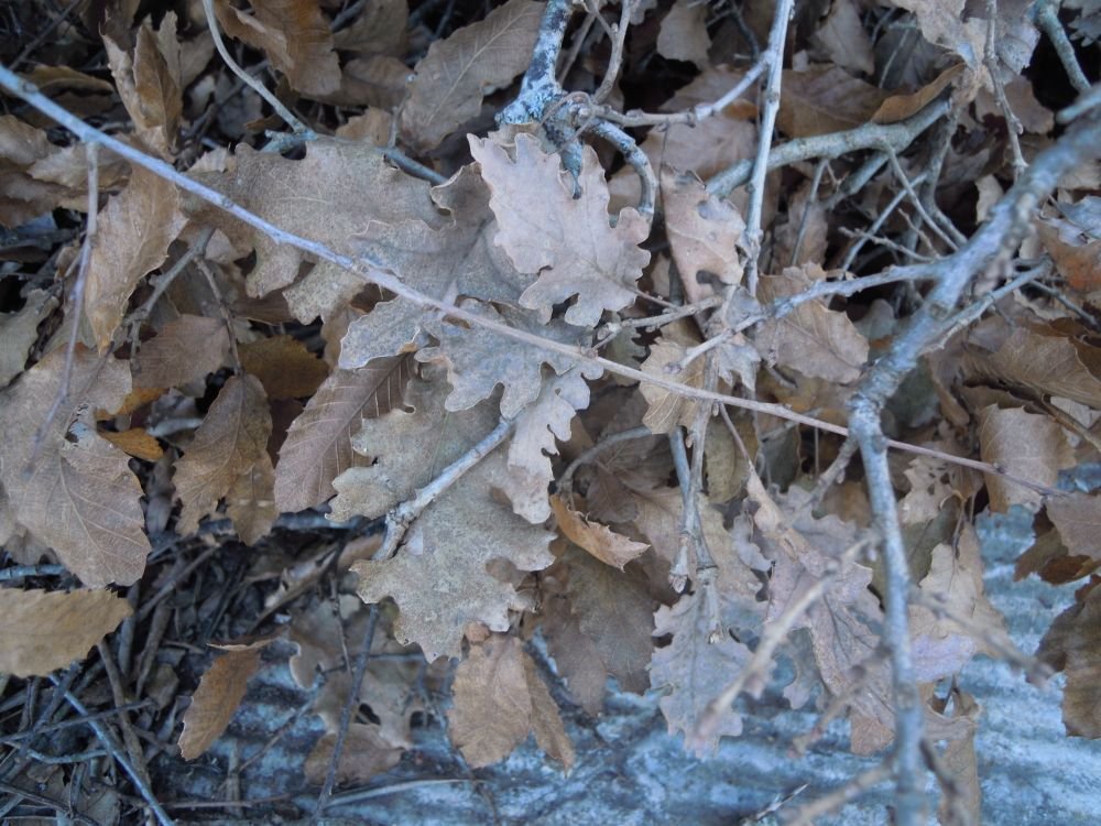 foglie di quercia