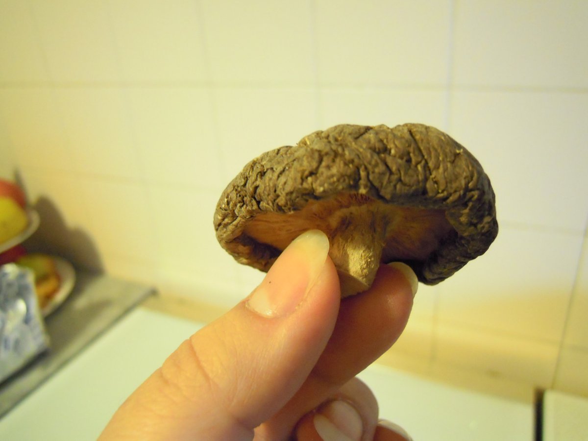 fungo shitake secco