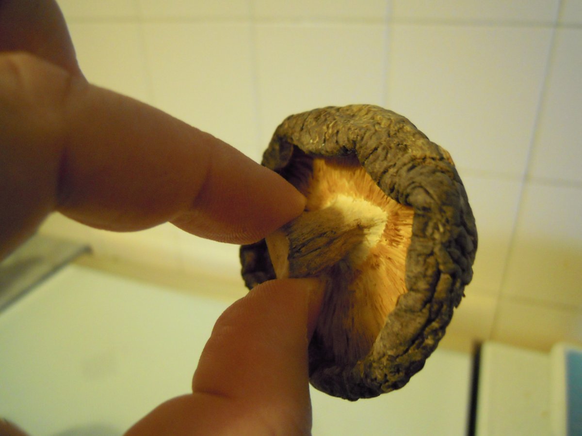 fungo shitake secco