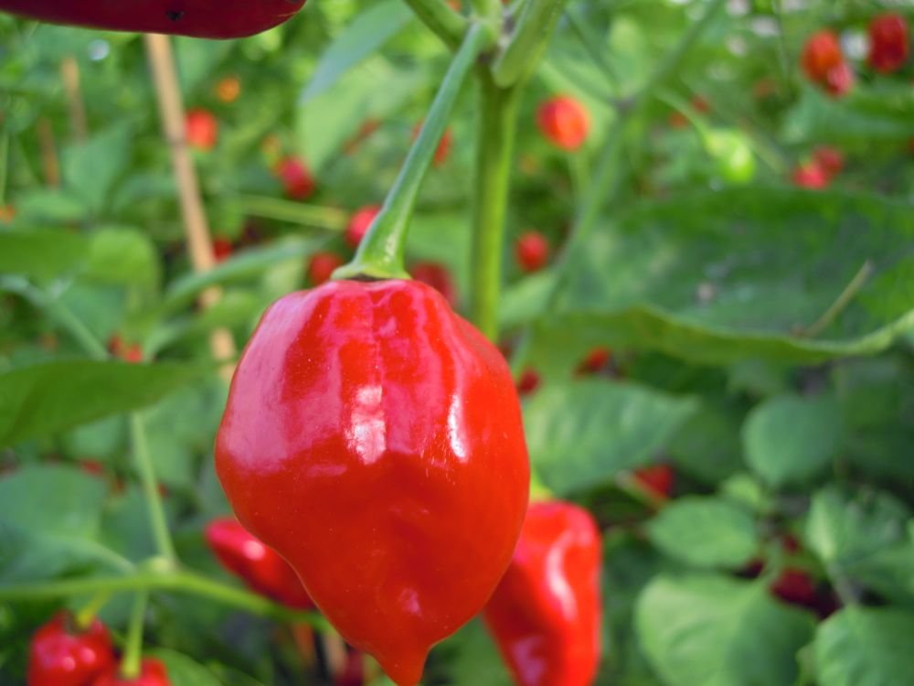 Habanero Belize (Belize)