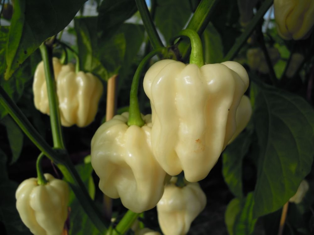 Habanero bianco