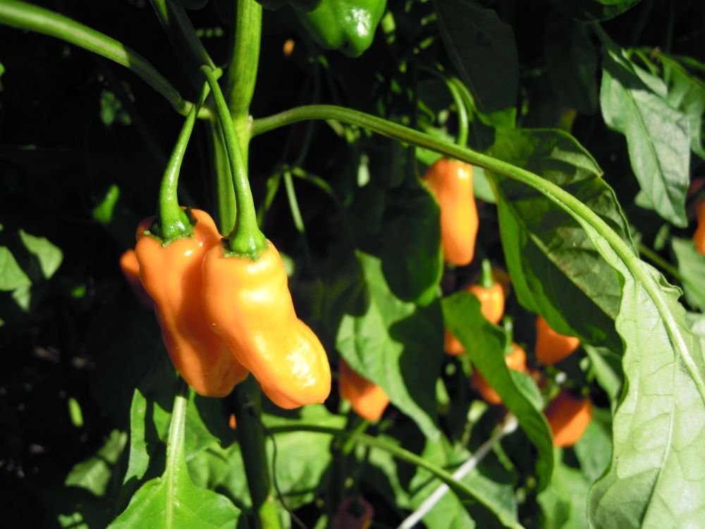 Habanero Black Congo (Africa)