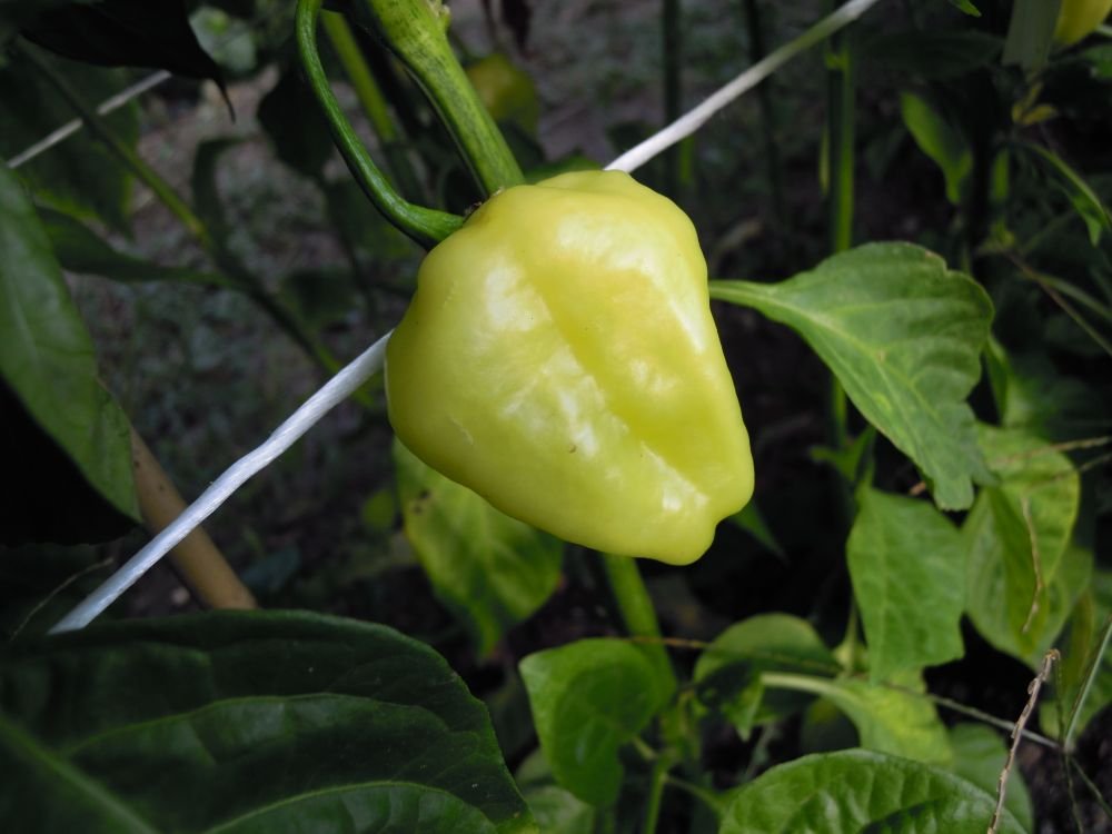 Habanero Bolivian (Bolivia)