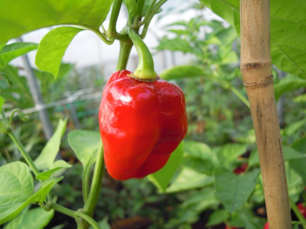 Habanero caribbean (Messico)