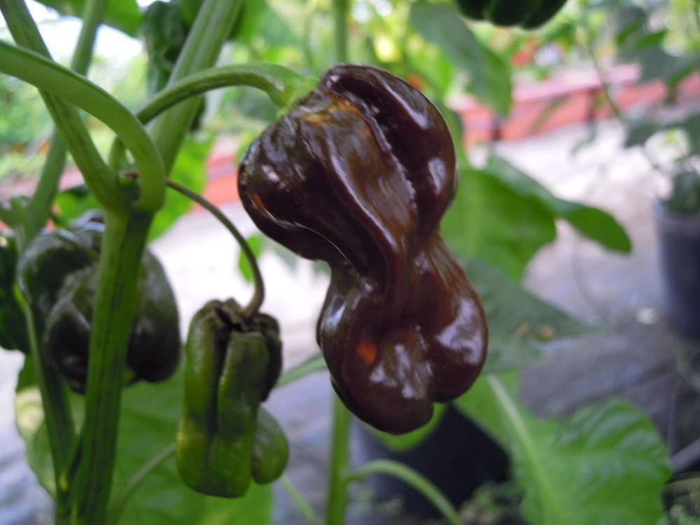 Habanero Chocolate (Jamaica)