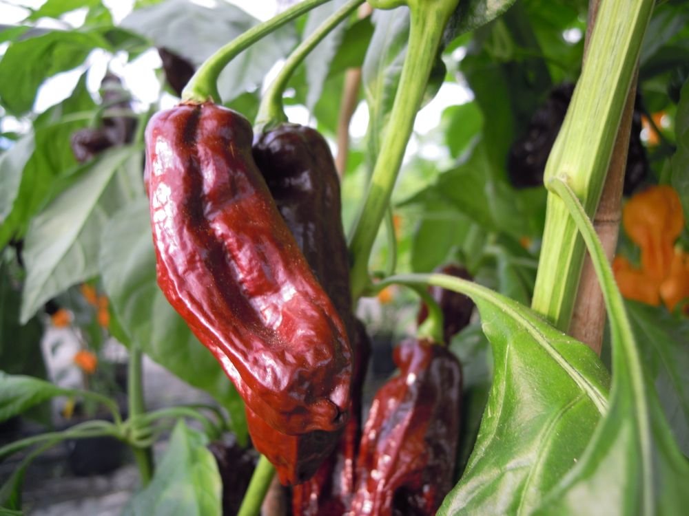 Habanero Chocolate long