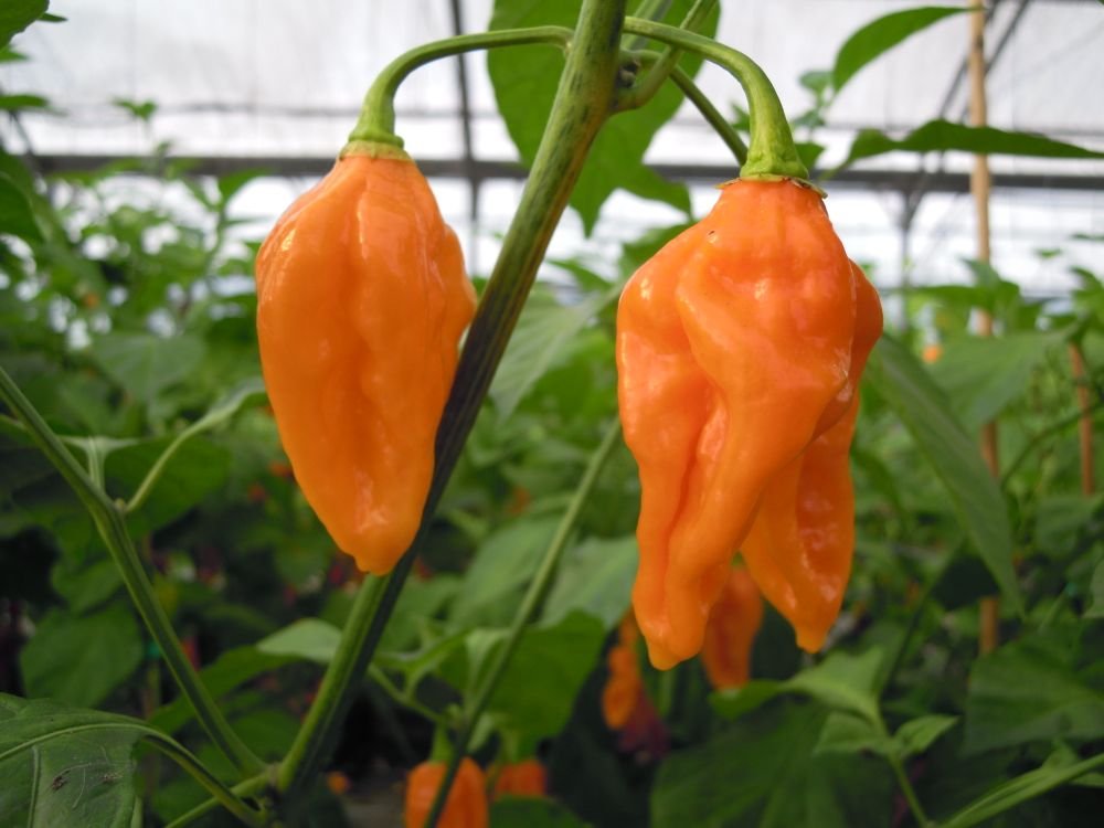 Habanero Fatalii (Sudafrica)