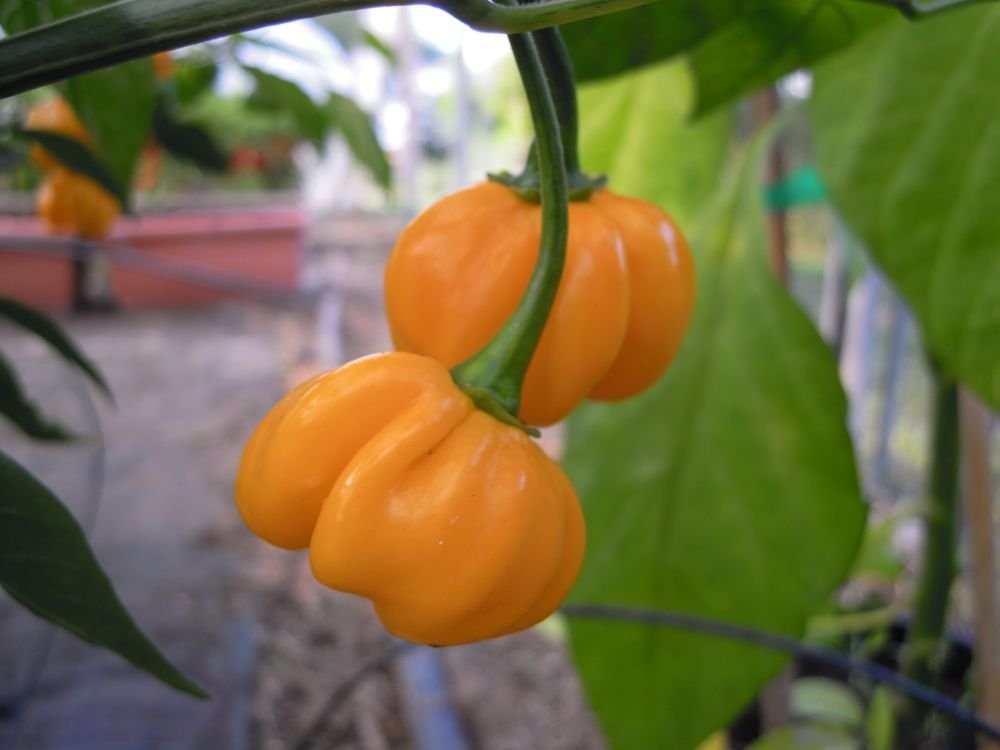 Habanero giallo (Messico)
