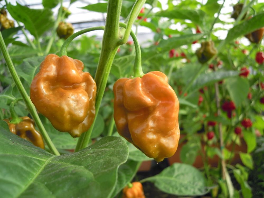 Habanero Gold