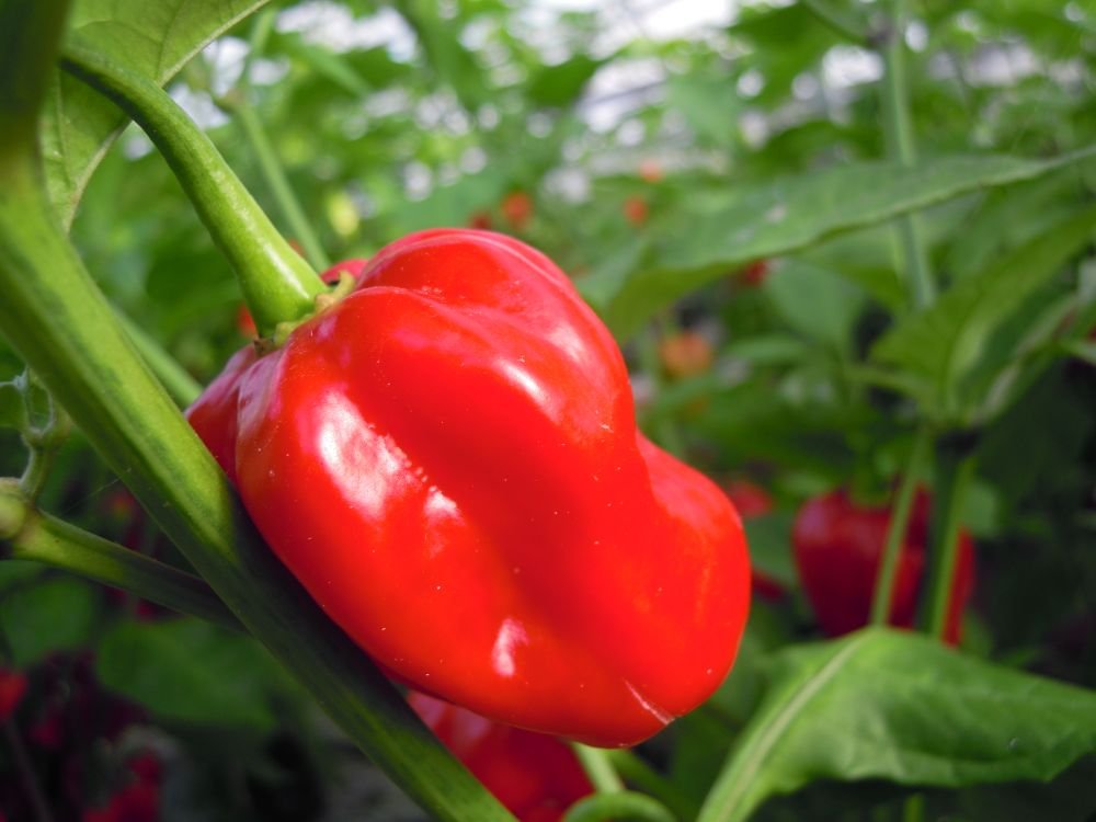 Habanero Long Island (Messico)