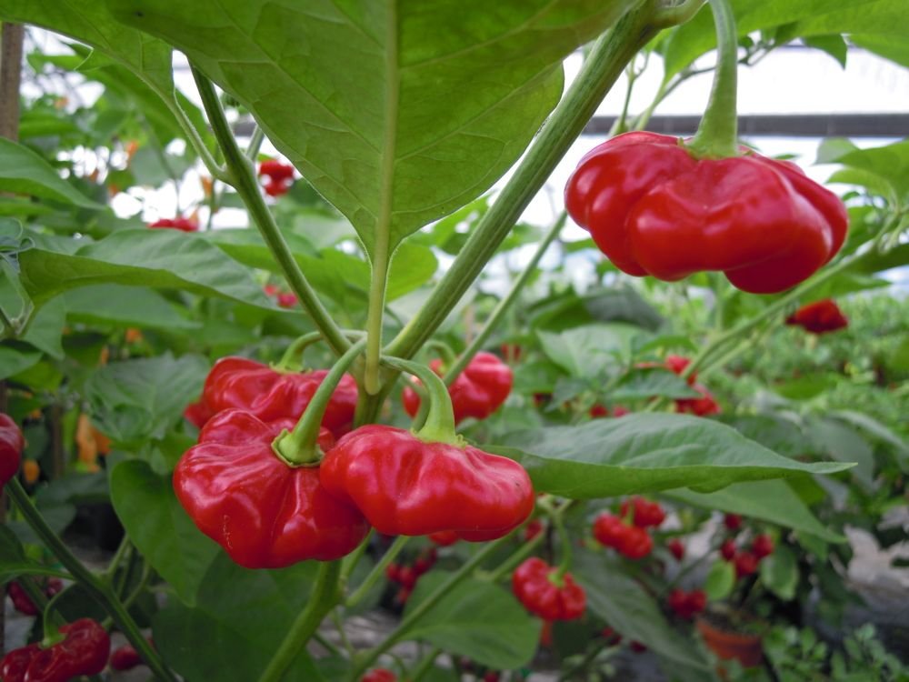 Habanero Lucifero (Caraibi)