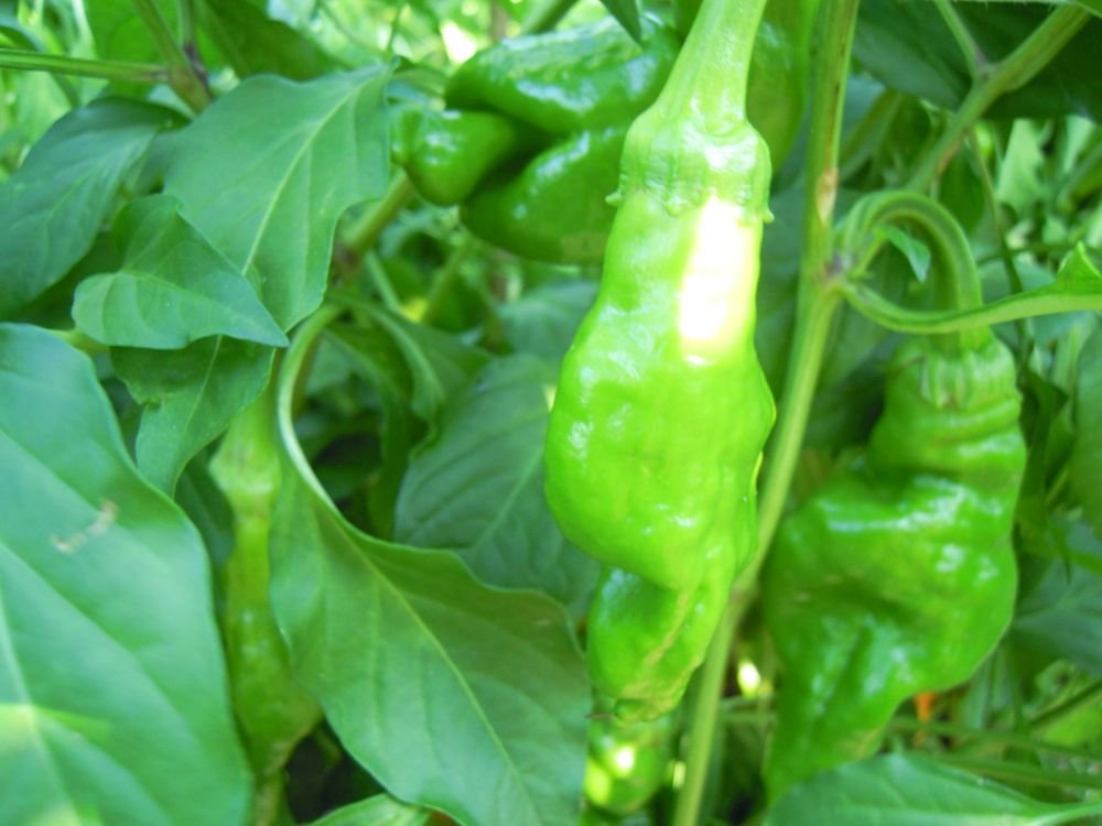 Habanero Mango (Messico)