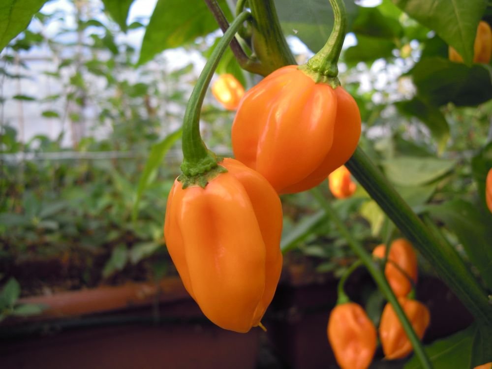 Habanero Orange