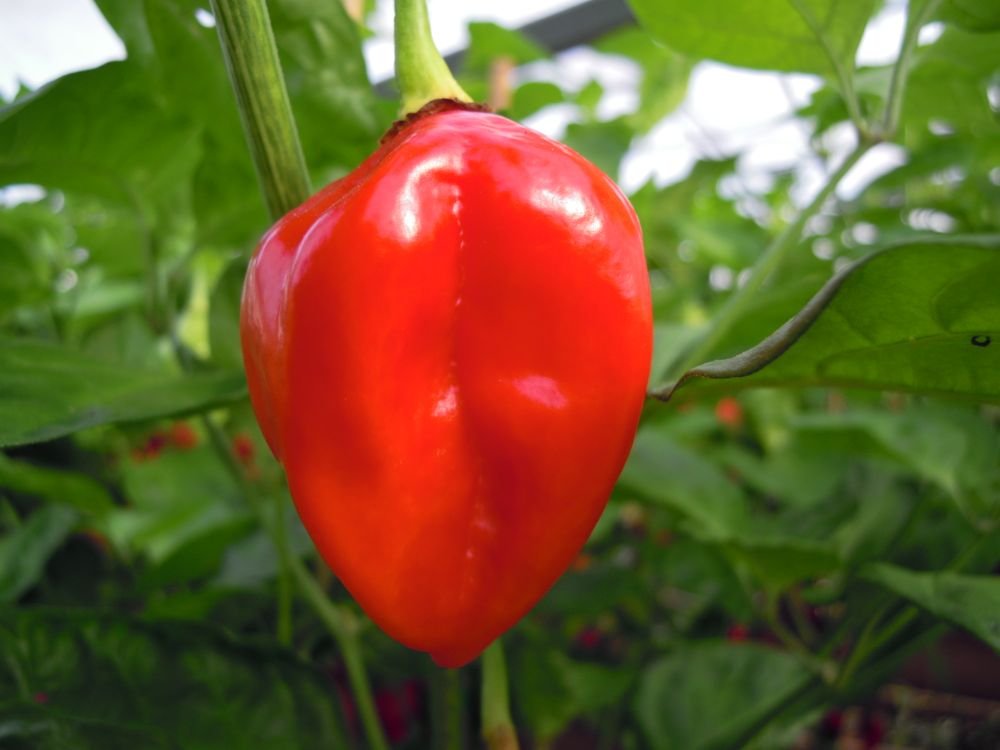 Habanero Red Savina