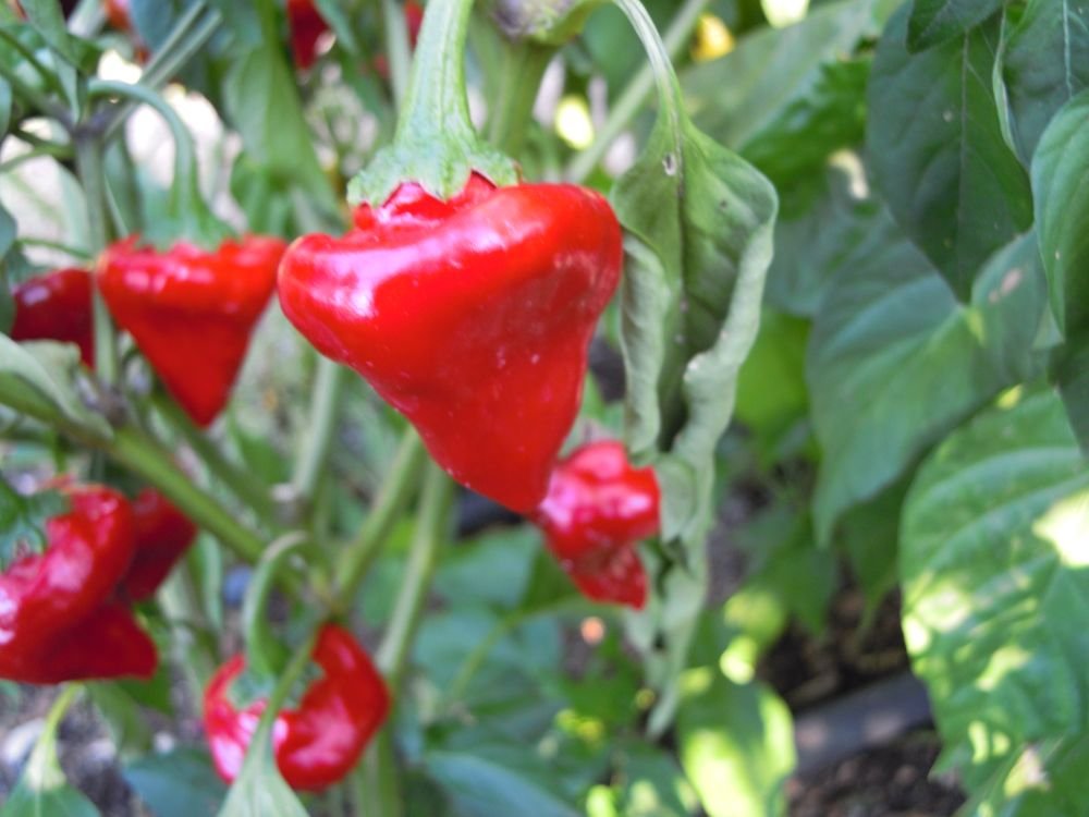 Habanero Scotch bonnet