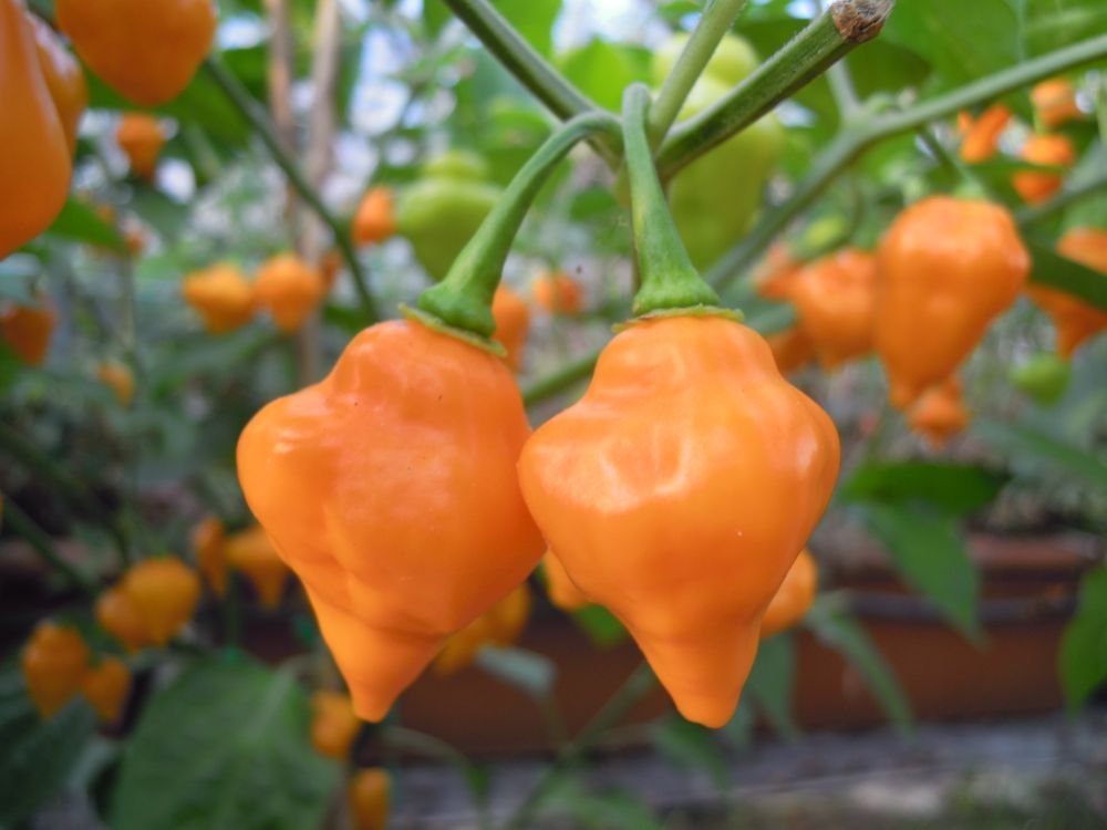 Habanero Sundrop