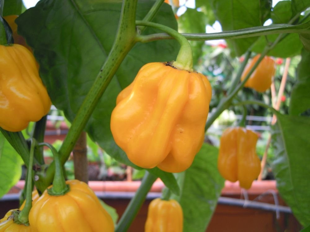 Habanero Suriname M.me Jeannette