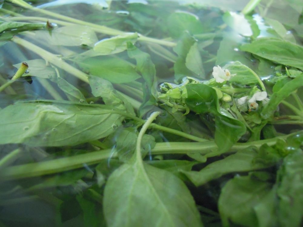 Troccoli con il pesto - passo 2