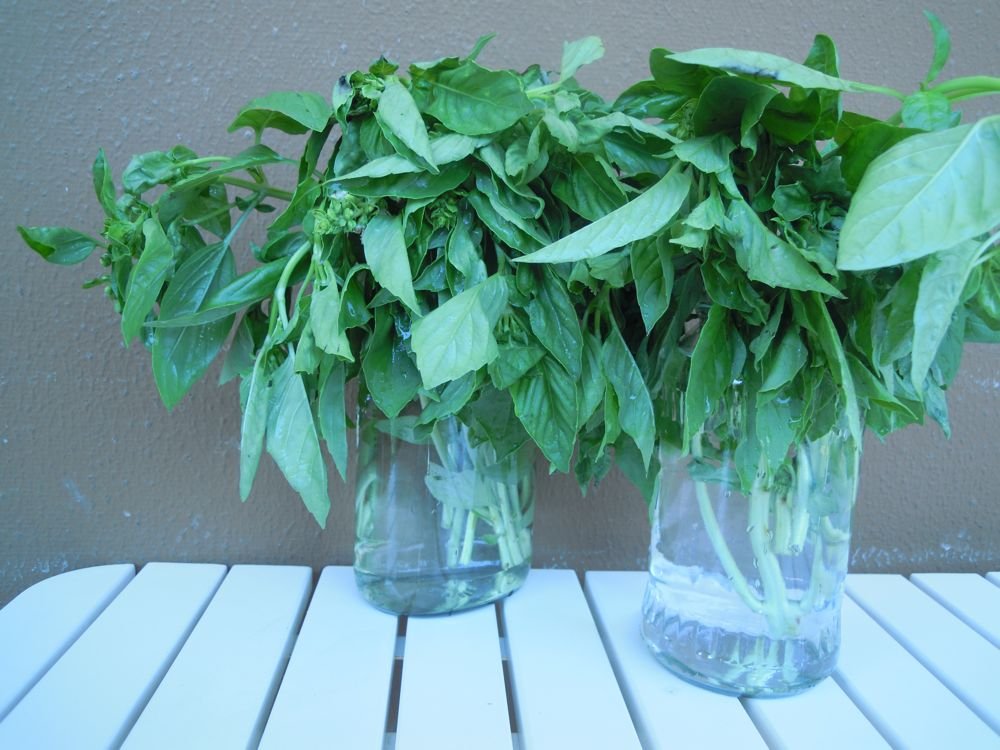 Troccoli con il pesto - passo 2