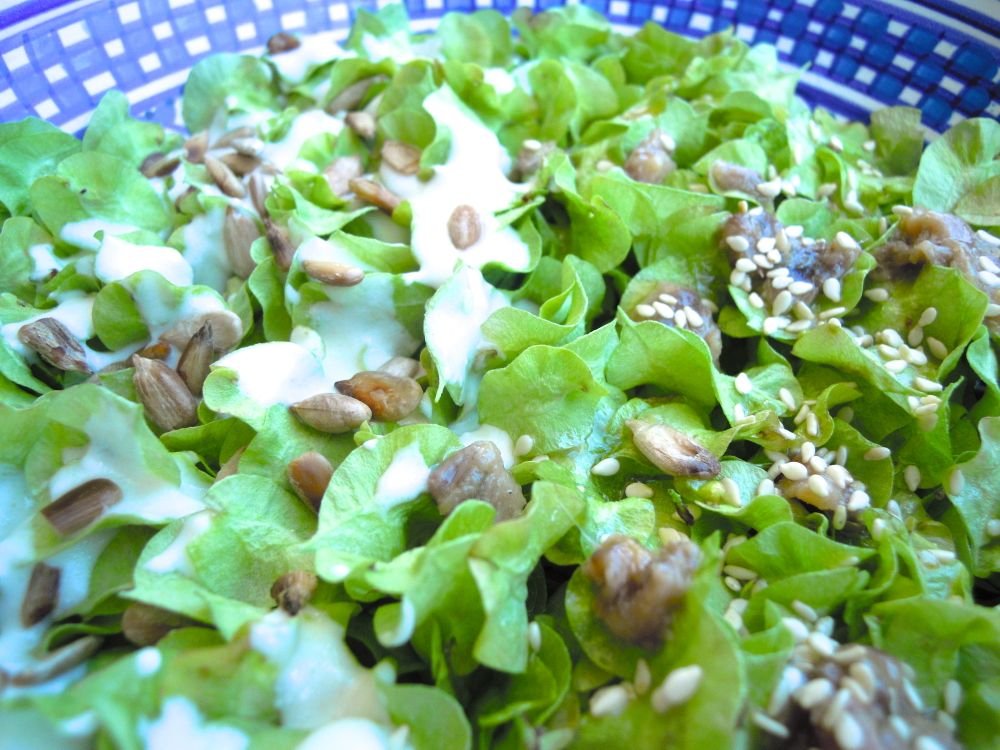 Insalata bigusto di mangiapane, i frutti teneri dell'olmo - passo 7