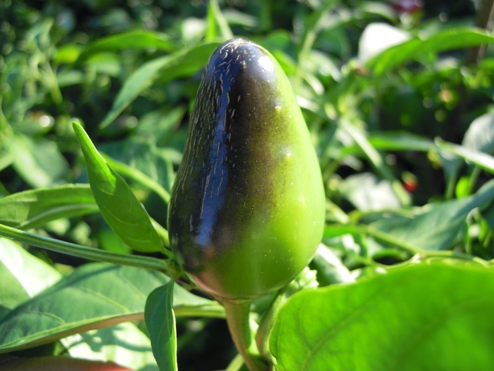 Jalapeno Green (Messico)