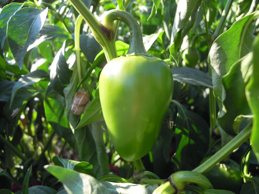 Jalapeno (Messico)