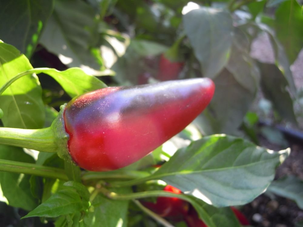 Jalapeno Purple (Messico)