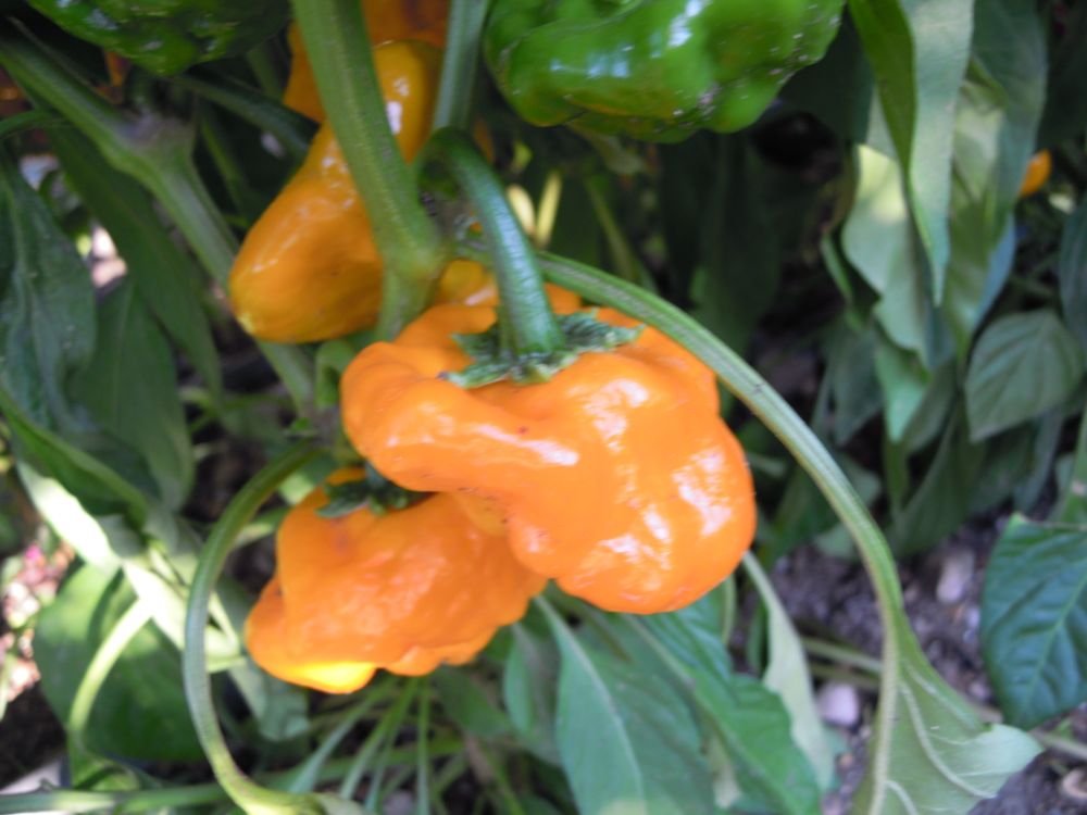 Jamaican Yellow (Jamaica)